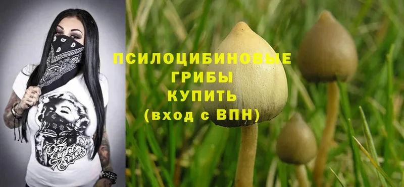 Галлюциногенные грибы Psilocybine cubensis  купить   Вологда 